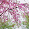 紅枝垂れさく、、、ら