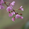 しだれ桜・１２