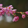 しだれ桜・１４