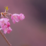 しだれ桜・１５
