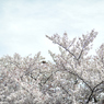 spring for tokyoites