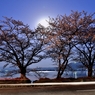 夜明け前桜　3-1