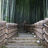 竹林なう