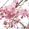 枝垂れ桜4