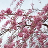 枝垂れ桜6