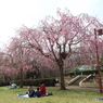 枝垂れ桜7