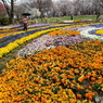 花壇1