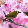 「メジロと陽光桜」