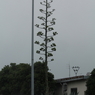 なんという植物？