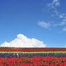 Stripes garden
