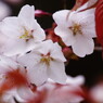 春を探して　山桜　Ⅱ