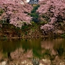 彦根城花曇り