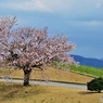 北の桜