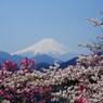 旅写真　富士山　Ⅱ