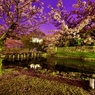 彦根城大手門夜明け前桜