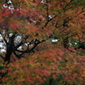 紅葉笠なう