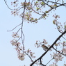 お花見アトリ2