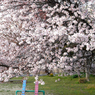 写真句：公園の桜１（NTW58） 1,550枚目