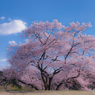 のどやか   〜観音桜・其の一〜