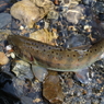 【魚注意】アマゴ2