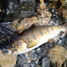 【魚注意】アマゴ3