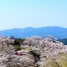 千本桜 ～吉野山～