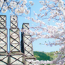 世界遺産　反射炉と桜　そのに