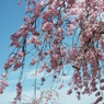 枝垂れ桜3