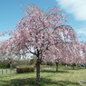 枝垂れ桜4