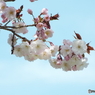 八重桜