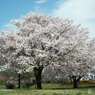 桜1