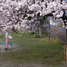 写真掌編：桜の下で １：公園の桜２（NTW58-2）