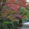 紅葉径なう