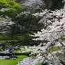 お花見日和