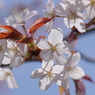 山桜
