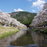 鮎河千本桜