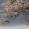 桜、雲陰に映える