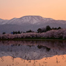 高田城百万人観桜会3