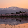 高田城百万人観桜会3