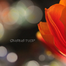 singing tulip