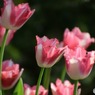 s-DSC_0430