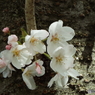 桜4
