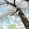 桜5