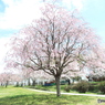 枝垂れ桜6
