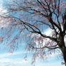 枝垂れ桜7