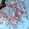 枝垂れ桜8