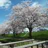 桜7
