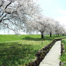 桜8