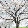桜9