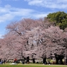 小山のごとく
